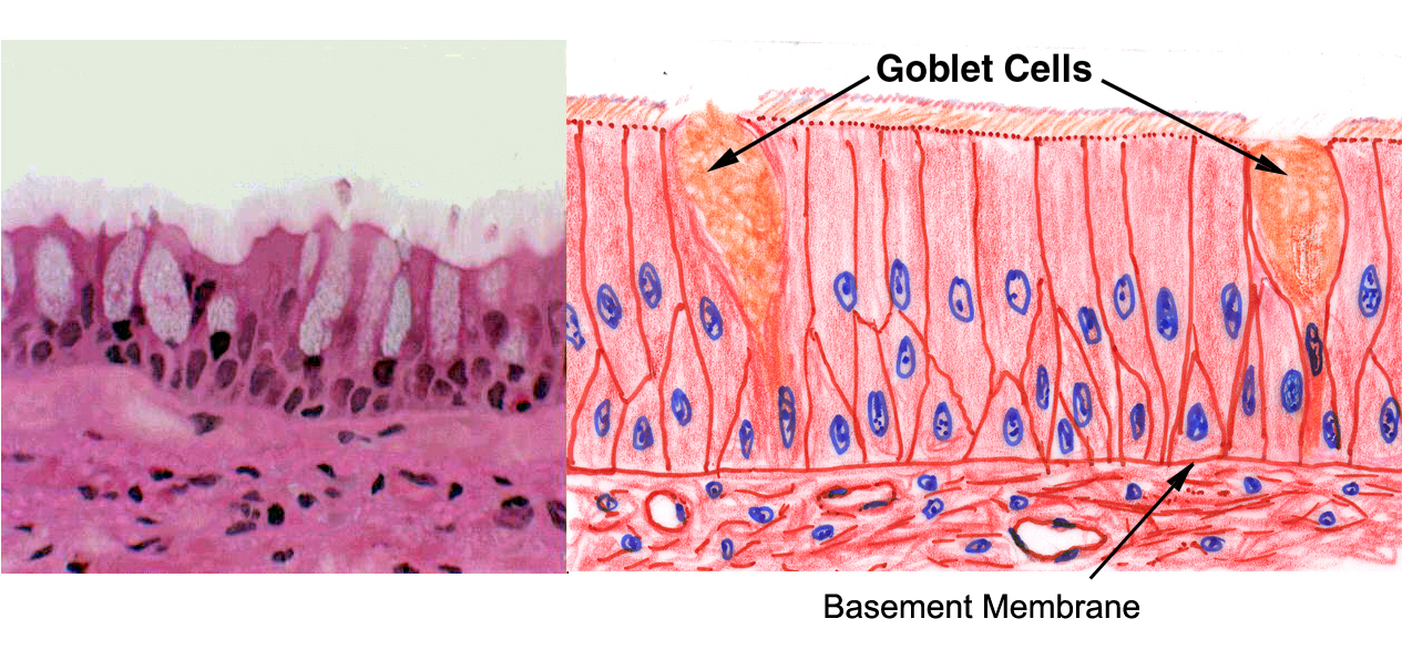 Exercise 4 Epithelium